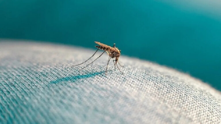 ingilterede-sivrisinek-kaynakli-chikungunya-virusu-vakalari-iki-kattan-fazla-artti-DrWWD8zp.jpg