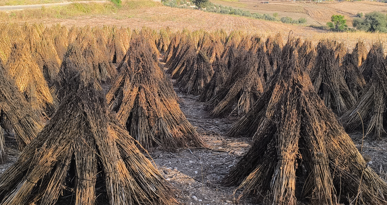 200 liranin altinda teklif ederlerse susami goturur baraja dokerim baliklar yesin sDLqiyGN