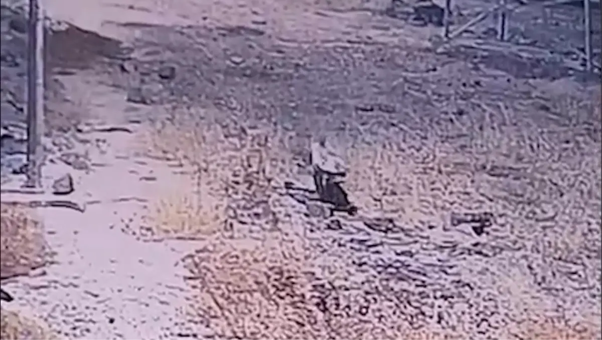 cizgili sirtlan gunes santralinde goruntulendi d3etCN34