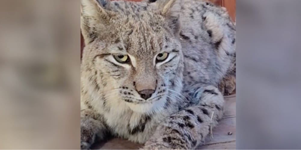 su kanalina dusen vasak kurtarilip dogaya birakildi 3Z6IeDFa.jpg