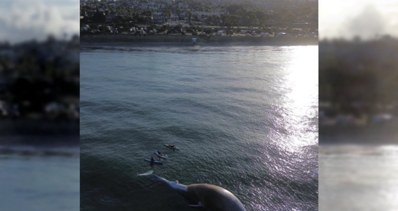 Fırtınanın Ardından Sahile Vuran Balina, Yırtıcı Köpekbalıklarını Çekti