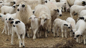 tigemden-dev-satis-600-kucukbas-hayvan-ihaleye-cikiyor-LSP7KVed