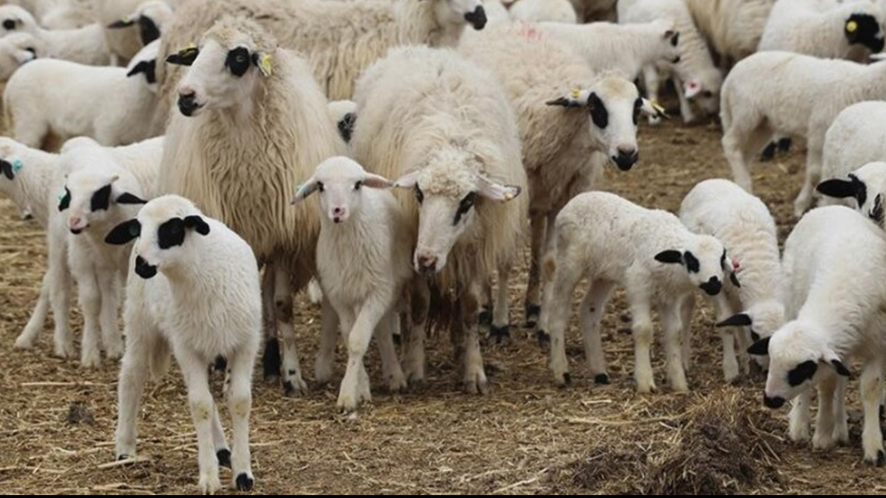 TİGEM, 600 Küçükbaş Hayvanı İhaleye Çıkartıyor